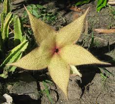 Image result for Stapelia gigantea
