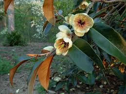 Image result for Mechowia grandiflora