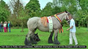 The belgian draft horse is descended from the war horse of the middle ages. Belgian Draft Horses A Very Special Foal Chanelle Van Luchteren Youtube