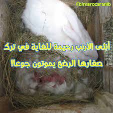 من أسباب عدم رغبة أنثى الأرنب في إرضاع صغارها وتركهم يموتون – رؤية مستقبلية  لتطوير قطاع الأرانب في المغرب