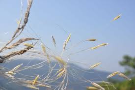 Image result for Arthraxon lancifolius