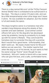 Read a testimonial on how scooter's health greatly improved after switching to a vegetarian diet using ahan's vegetarian dog food recipe. If Anyone Is Looking To Adopt A Dog In The Bay Bayarea