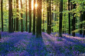 Hallerbos is a forest in belgium so that means things can get muddy. Hallerbos In Belgium Is The Natural Fairytale Horn Necklace