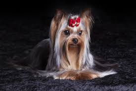 Yorkshire Terrier Tudo Sobre A Raca Voce Encontra Aqui