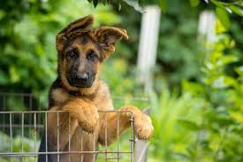This page includes many german shepherd puppy stories sent in by readers (adult german shepherd stories are welcome here too, btw). Adopting German Shepherd Puppies Everything You Need To Know