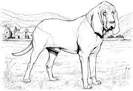 Cute dog coloring pages are one of the most popular choices. Animal Printable Realistic Dog Coloring Pages Coloring Tone Coloring Home