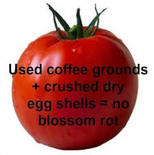 Used Coffee Grounds Crushed Dry Egg Shells No Blossom End Rot Organic Gardening Tips Uses For Coffee Grounds Egg Shells