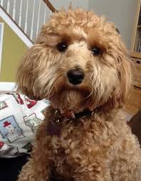Check spelling or type a new query. Daisy The Schnauzer Mix Schnauzer Schnauzer Mix Miniature Schnauzer