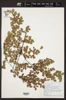 Image result for Adiantum poiretii