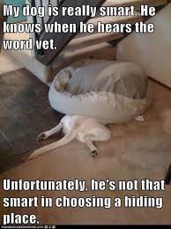 Pin By Chloe On Funny Animals Funny Dogs Cute Funny Animals Funny Animal Pictures