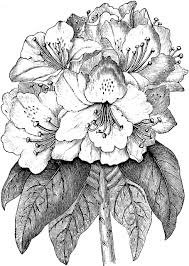 Rhododendron Ponticum Clipart Etc Flower Drawing Flower Painting Canvas Flower Drawing Tutorials