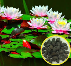 Selain itu, bunga tunjung juga dapat digunakan sebagai bahan obat tradisional, bunga yang berwarna putih (white water lily lebih disukai untuk digunakan dalam pengobatan. Tips Menanam Bunga Teratai Dengan Baik Dan Benar Untuk Pemula