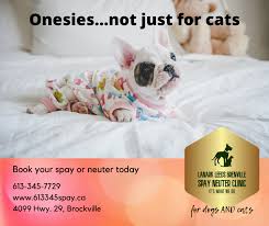Why and when to neuter kent: So It Turns Out Dogs Can Wear Onesies Lanark Leeds Grenville Spay Neuter Clinic Facebook