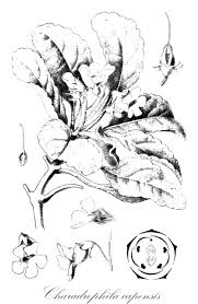 Image result for Stilbaceae