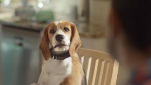 Finish Creates Cg Animated Dog For New Beagle Street Campaign Animation World Network Use crello animated graphics to create. finish creates cg animated dog for new