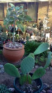 A Pot Of Kalanchoe Beharensis And A Pot Of Ficus Indica Container Gardening Plants Ficus