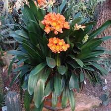 Fill the container with a slightly acid growing medium, such as equal parts of coarse river sand and finely milled bark or a (clivias are not very fussy). Clivia Miniata Best Grown In Pots Iota Designer Planters