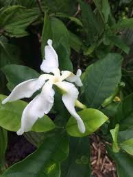 Image result for Tabernaemontana brachyantha