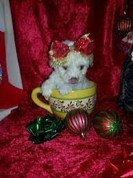 Check spelling or type a new query. Pin On Small Christmas Designer Puppies For Sale