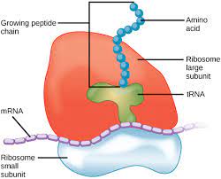 We did not find results for: Ribosomes Definition Structure Size Location And Function