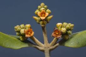 Image result for Avicenniaceae