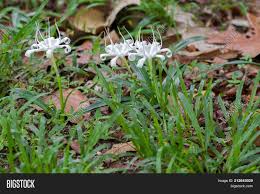 Tulips are grown from bulbs, which are planted in autumn. White Flower Crinum Image Photo Free Trial Bigstock