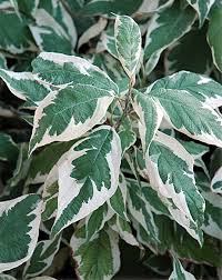 Maybe you would like to learn more about one of these? Oh Canada Red White Plants For The Canadian Garden Canadale Garden Centre St Thomas Nursery London