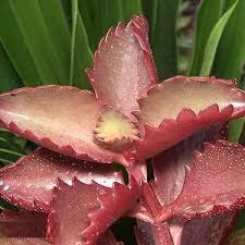 Image result for Kalanchoe brachyloba