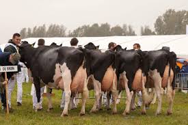 View the profiles of people named wout de bruin. Met Gezonde Uiers Naar Topprestaties Melkveebedrijf Nl