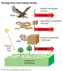 trophic level energy flow and trophic levels students