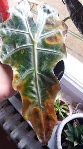 If you or someone you are with has an exposure. Philodendrons Elephant Ears And Other Aroids Forum Alocasia Amazonia Disease Is My Plant Suffering Garden Org