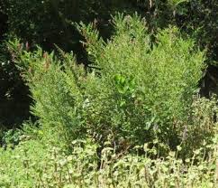 Image result for Indigofera transvaalensis