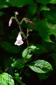 Image result for Isoglossa gregorii