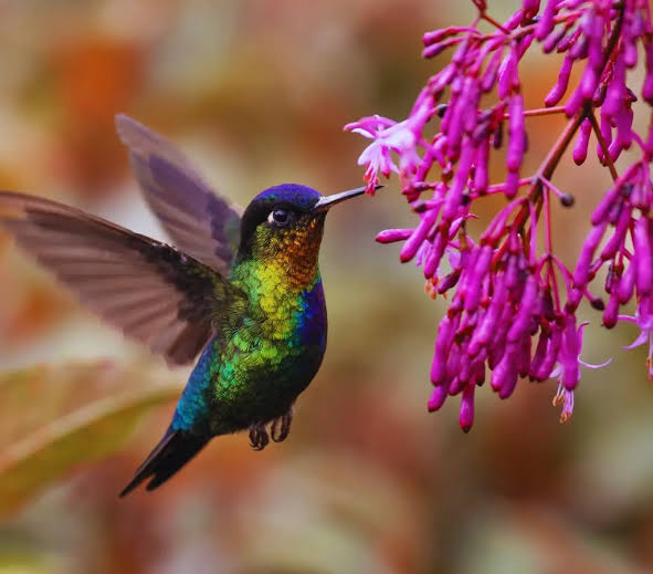 Flora y fauna de Machu Picchu – Illapa