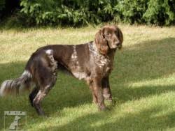 Image result for německý ohař dlouhosrstý