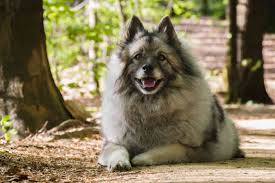 The keeshond was exhibited in holland as early as 1891, and was introduced to england about 1905. Wolf Spitz Dog Breeds Informations Full Of Dogs