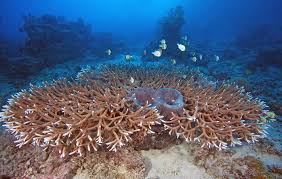 Image result for Sclerocroton