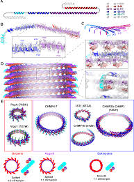Image result for Pimpinella sp. A. of FZ 4: 594