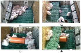 A video on how to catch and raise wild rabbits for release in your starting pens Animals Free Full Text The Use Of Environmental Enrichments Affects Performance And Behavior Of Growing Rabbits Housed In Collective Pens Html