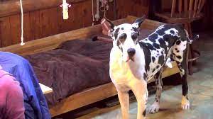 The great dane, also known as the german mastiff or deutsche dogge, is a breed of dog from germany. Service Dog Project Great Danes Explore Org
