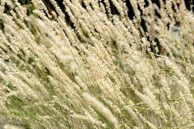 Image result for Aspilia ciliata