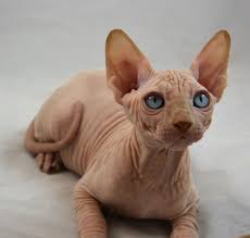 Anyway, all money made from these will go towards making my only 3 rules with my adopts: Sphynx Kittens For Sale Indigo Sphynx Kittens Canadian Sphynx Cat Breeder Cattery Ny