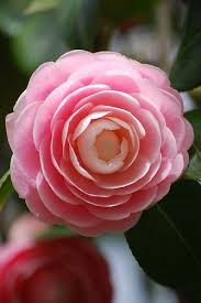 Camellia Beautiful Flowers Pretty Flowers Amazing Flowers