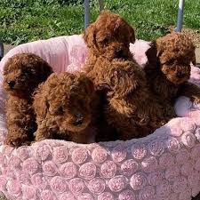 Breeders weren't intentionally producing these smaller versions of the standard poodle until the 1400s. Apricot Toy Poodle Puppies For Sale Near Me Get In Touch With Us To Know More In 2021 Toy Poodle Puppies Red Poodle Puppy Poodle Puppies For Sale