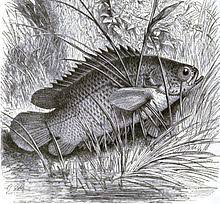 Bagaimana untuk memilih tempoh masa di mt4? Ikan Puyu Wikipedia Bahasa Melayu Ensiklopedia Bebas