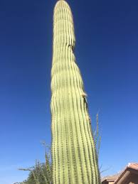 The giant saguaro can live to be 200 years old. Giant 75 Yr Old Saguaro Cactus Finally Sprouts Its First Tiny Arm Album On Imgur
