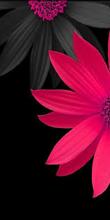 Iphone X Wallpaper Hd 1080p Flower Tecnologist Pink Flowers Wallpaper Photography Wallpaper Flower Wallpaper