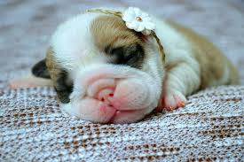 We pride ourselves in a high standard of breeding ethics that produces bull dog puppies for sale periodically throughout the year. Newborn Bulldog Puppy Bulldog Puppies For Adoption Old English Bulldog English Bulldog Bulldog Puppies Newborn Puppies English Bulldog Puppies