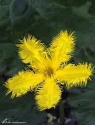 If you live in a cooler climate, you can float the plants in pots and bring. Snowflakes On The Water Aquascape Inc