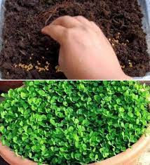 Fenugreek is easy to grow at home, either in the pot or garden. Fenugreek Seed Germination Time Process Methi Gardening Tips